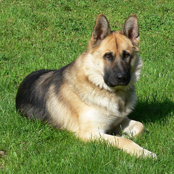 hund