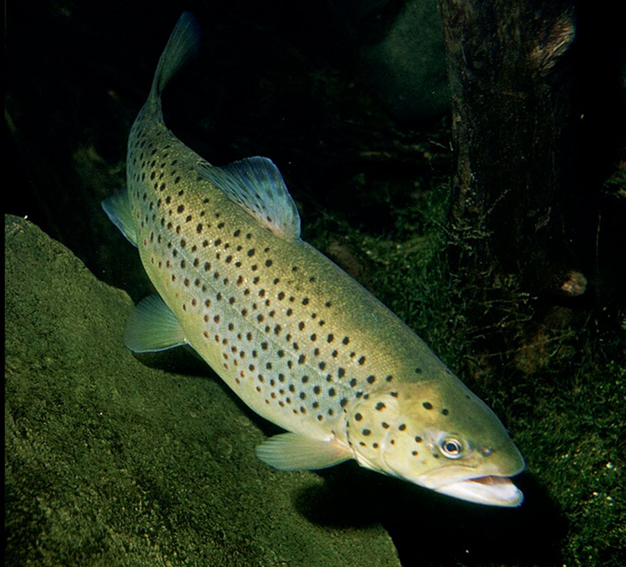 öring