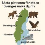Bästa platserna för att se Sveriges unika djurliv